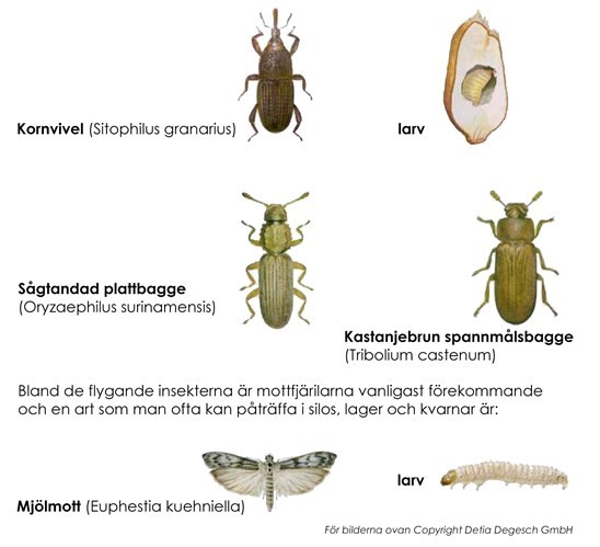 Skadedjur i spannmål