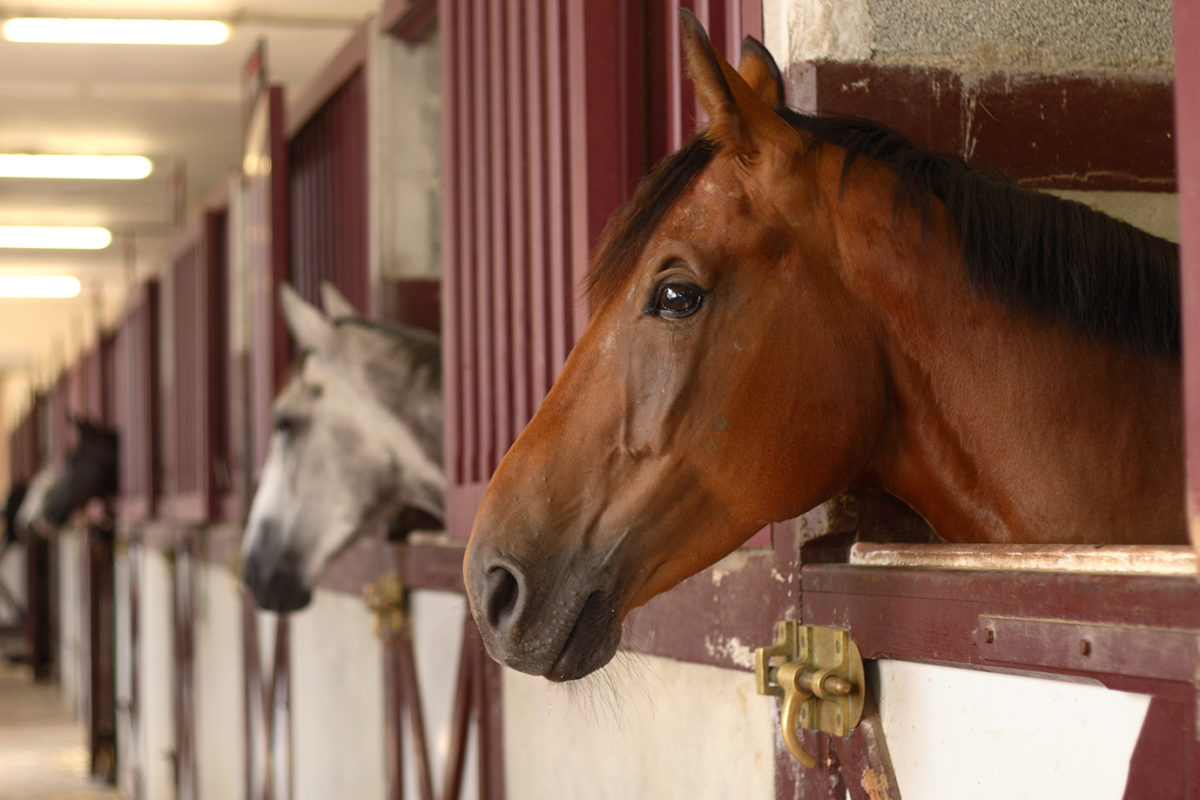 Hästar i stall