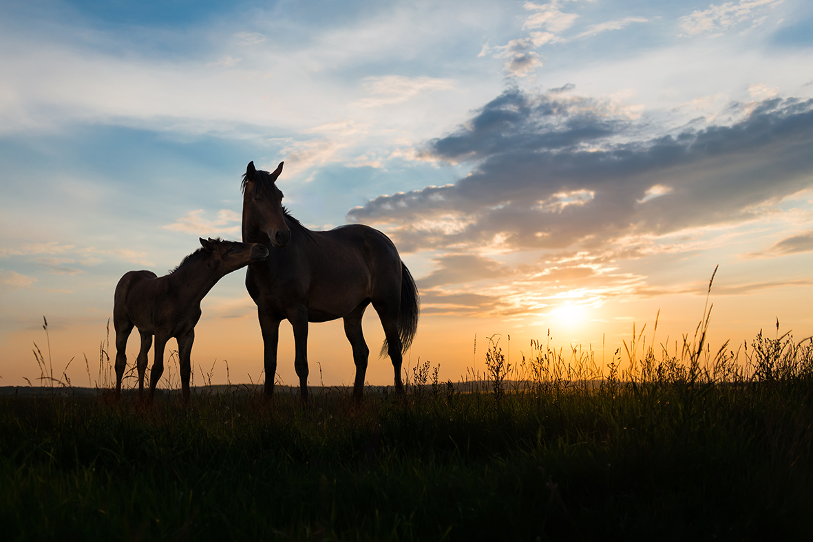 Hästar i solnedgång