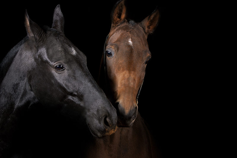 Hästar med svart bakgrund