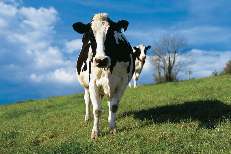 Svartvit Holstein ko