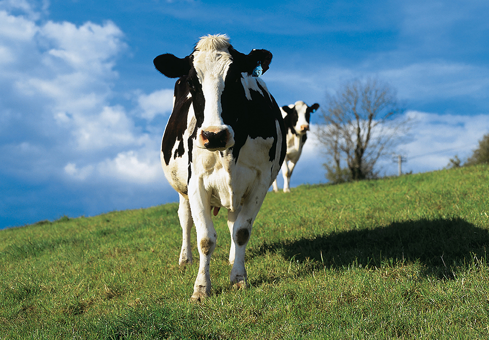 Svartvit Holstein ko