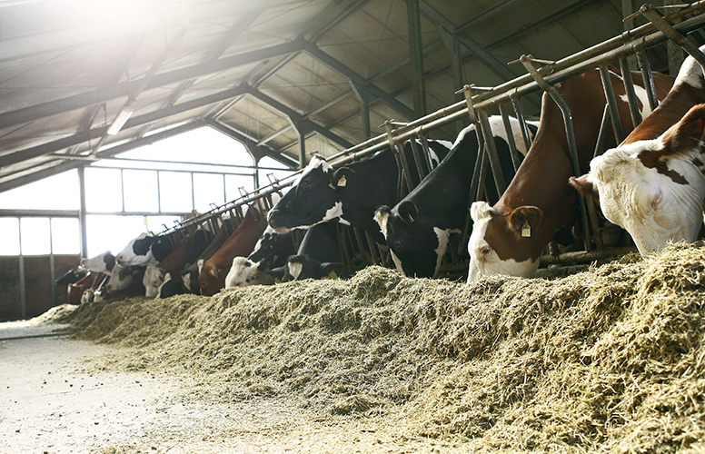 Kor äter ensilage