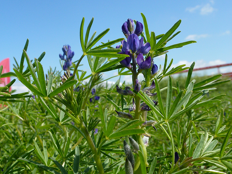 Lupin