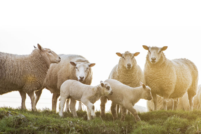 Fårfamilj med nya lamm