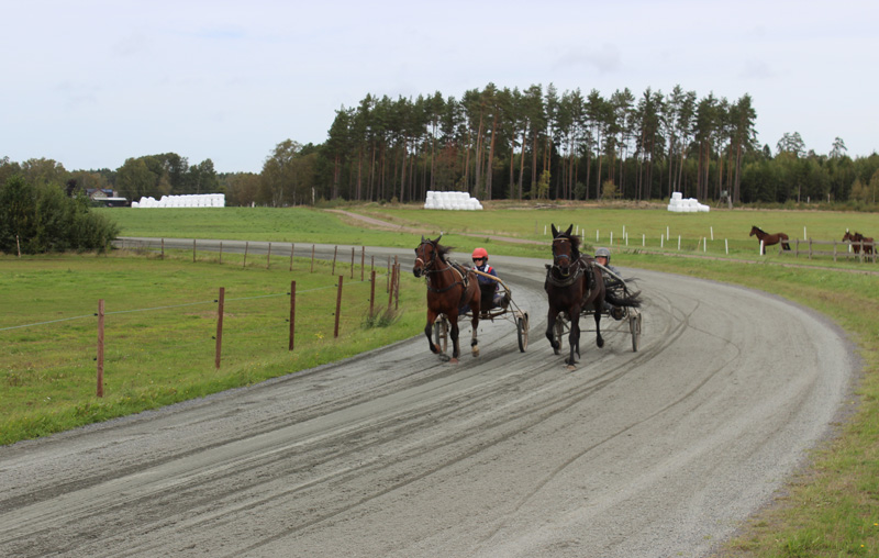 Bild på travtränaren Anna Forsell