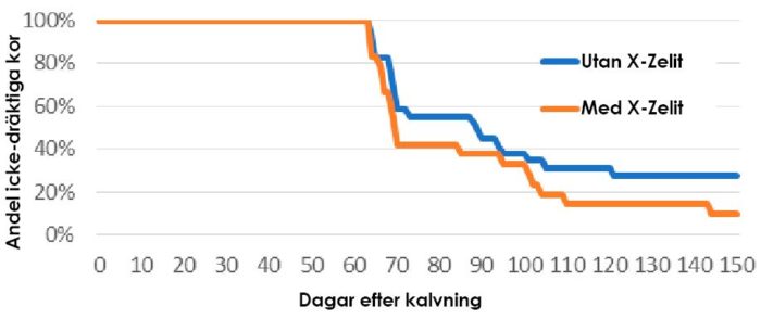 Bild på ett diagram som visar dräktighetsresultat vid utfodring av X-Zelit.