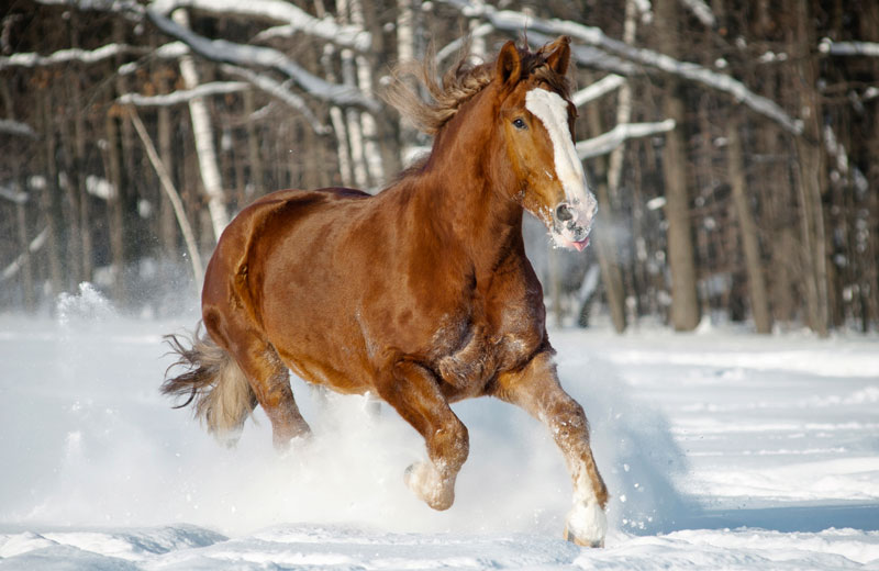 Häst galopperande i snö