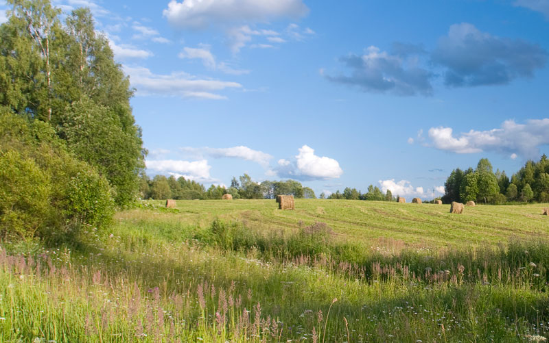 En äng med ensilagebalar