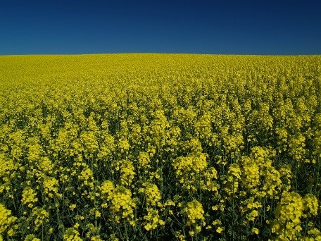 Rapsfält med blå himmel