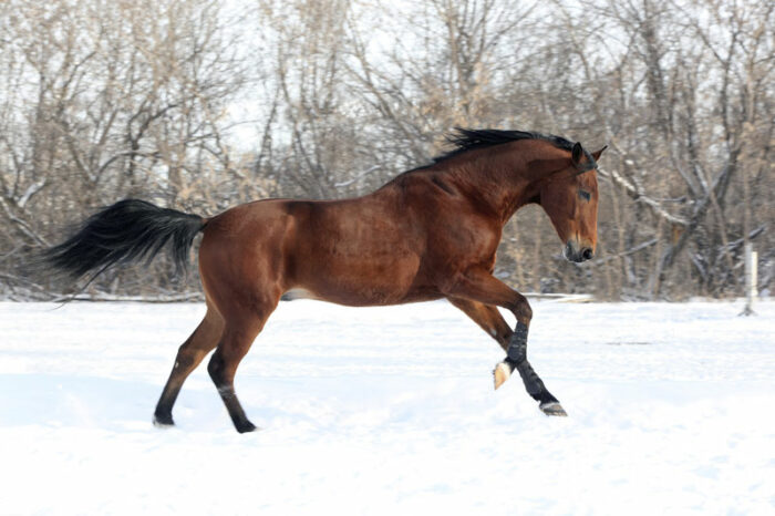 Brun häst i vinterhage