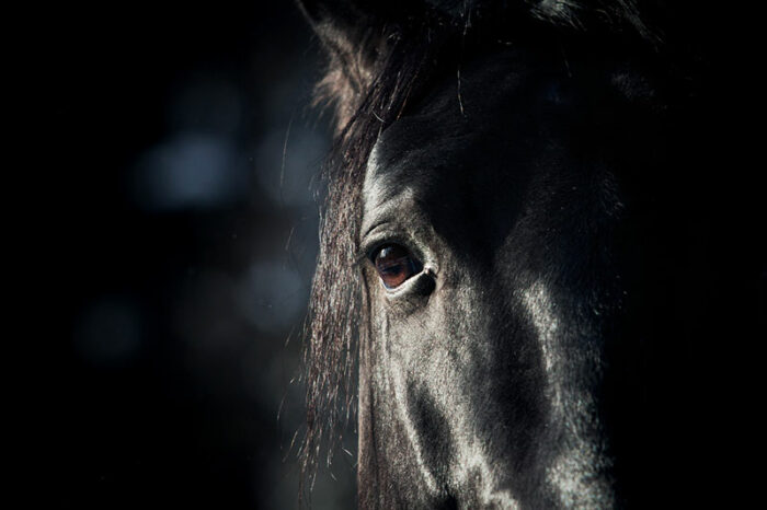 Närbild svart häst öga