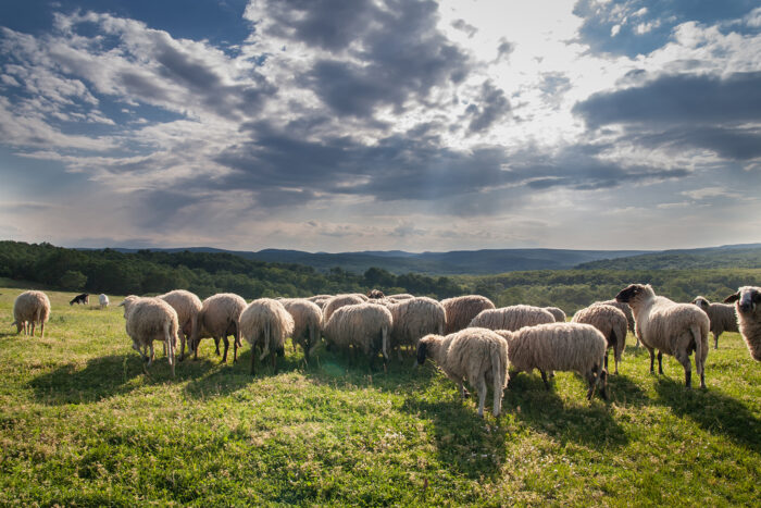 Flock med får
