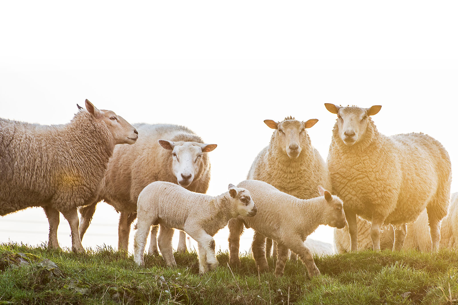 Fårflock, tackor och lamm