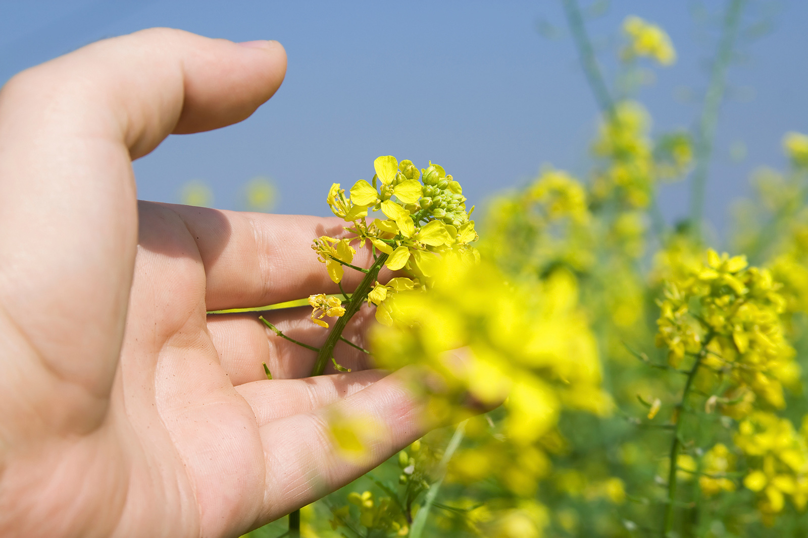 Hand med en rapsblomma