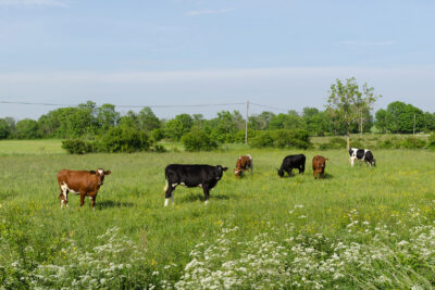 Kor på fält