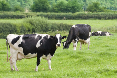 Holstein mjölkkor