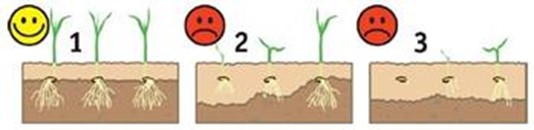 Växtsätt för plantan