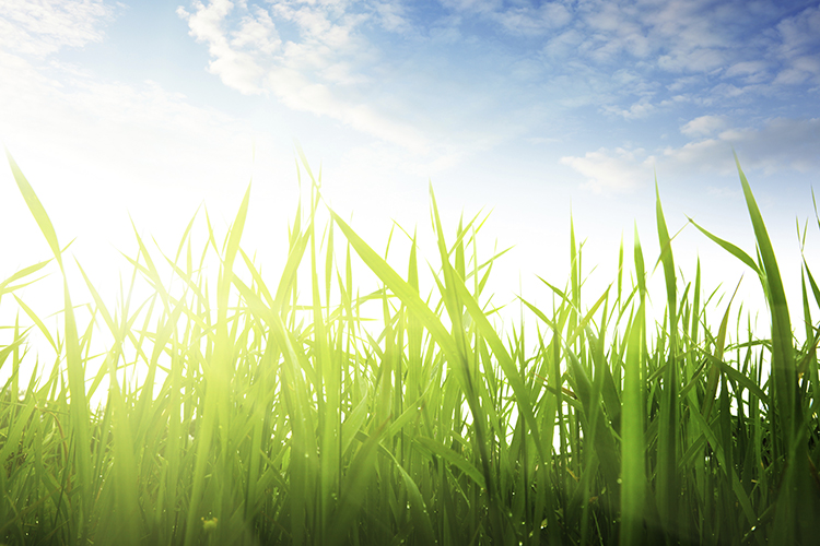 grass and sunset