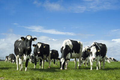 Holsteinkor på grönbete