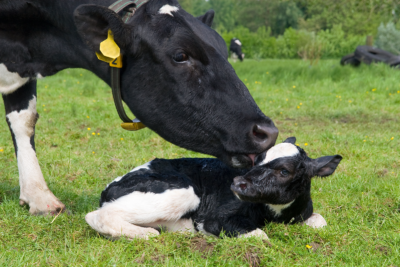 Ko och kalv