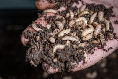 Insekter i hand