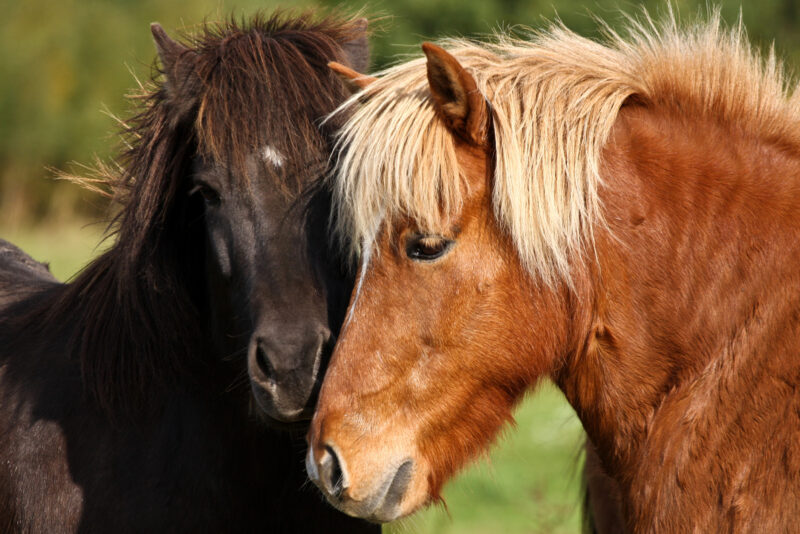 Hästfoder HippoLowCarb Sund