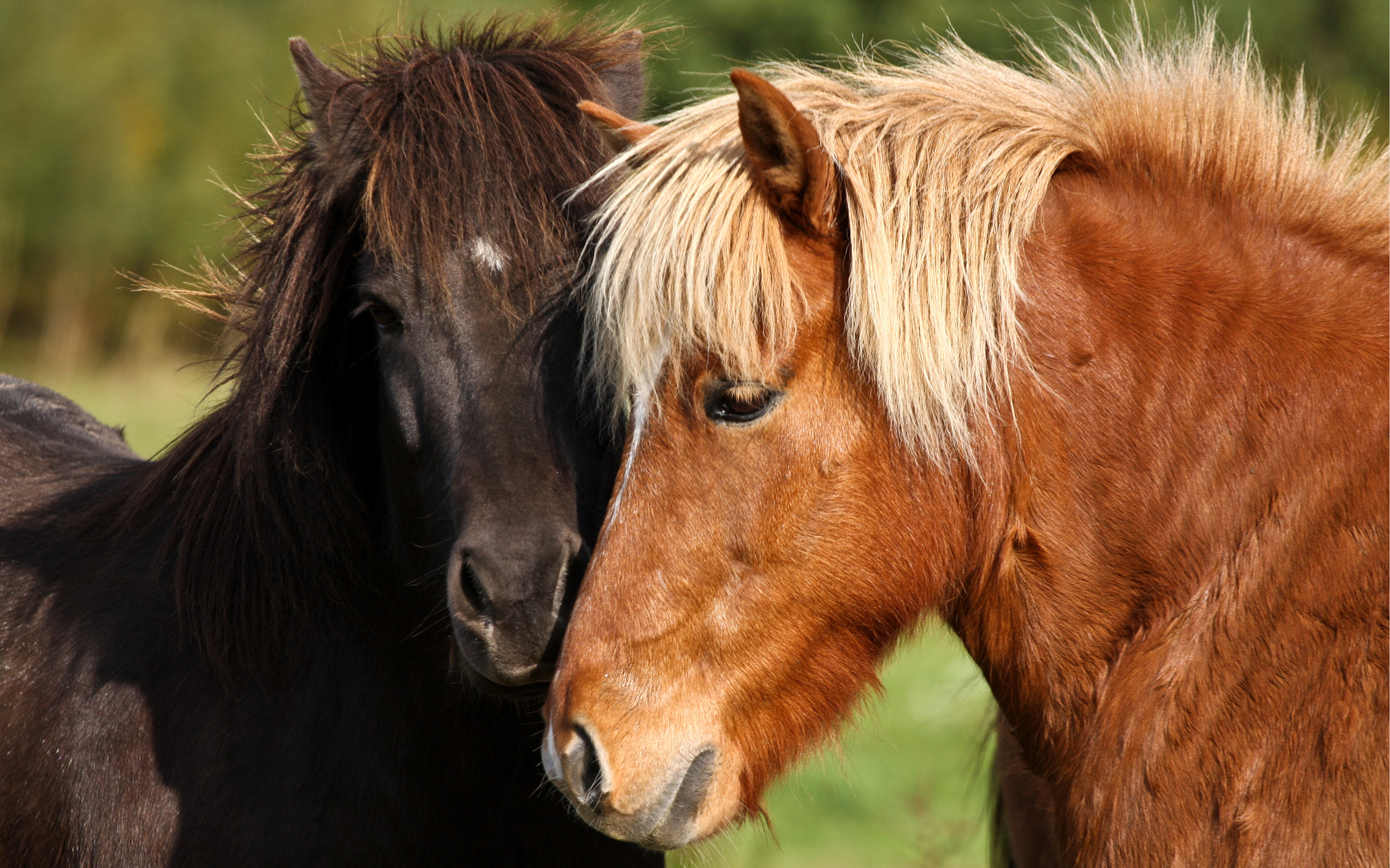 Hästfoder HippoLowCarb Sund