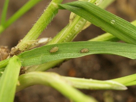 Rödsotvirus-sprids-med-löss