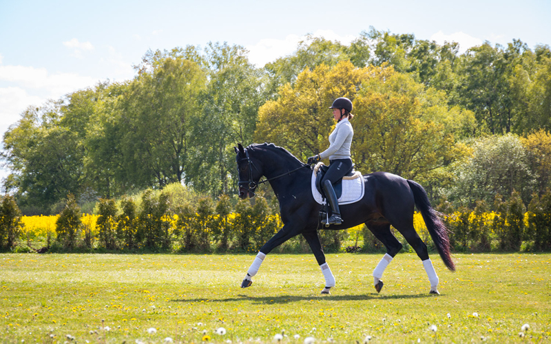 Enegårdens Dressage