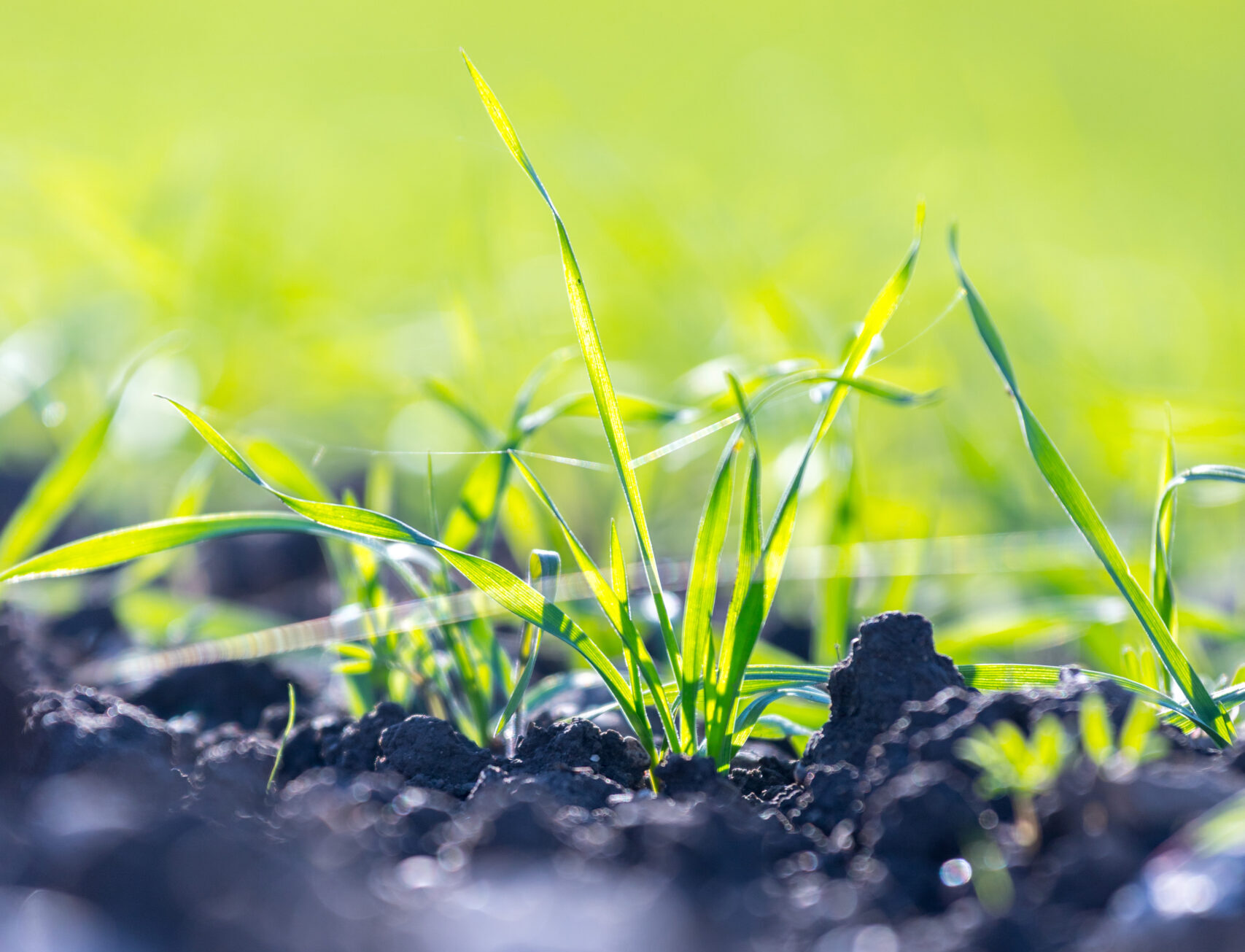 Grön planta som växer på en åker