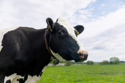 Svart Holstein ko