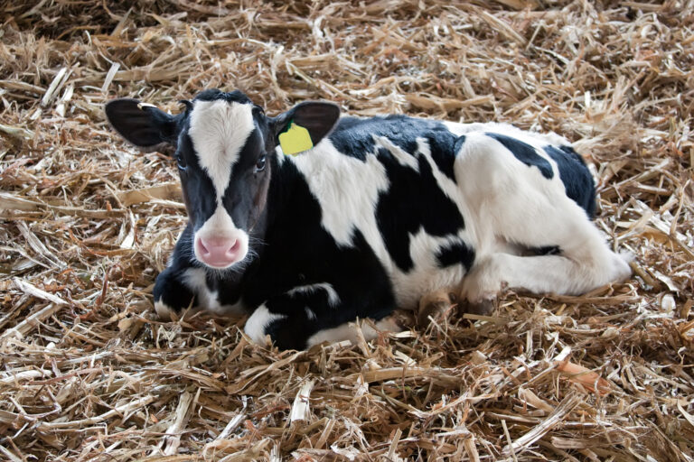 Calf