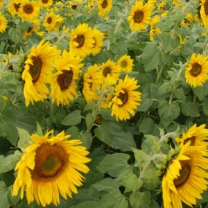 Solros