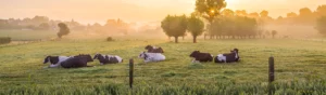 Kor som ligger ned på ett grönt fält i solnedgången.