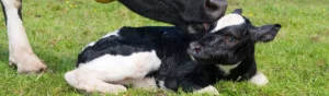 Nyfödd svartvit kalv med sin mamma