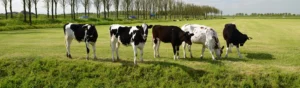 Kor som står på rad i en hage