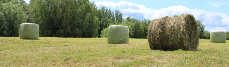 Ensilagebalar