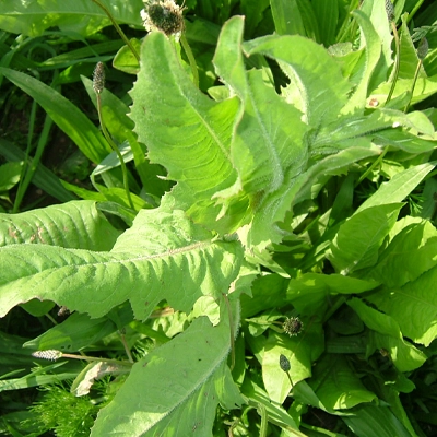 Cikoria