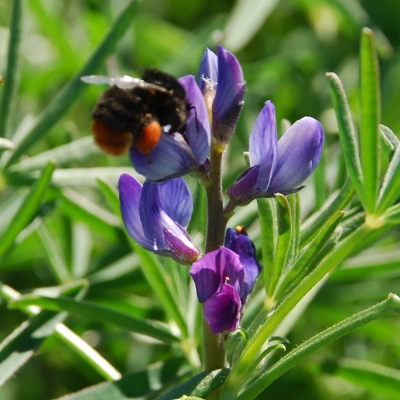Blålupin