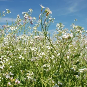 Oljerättika