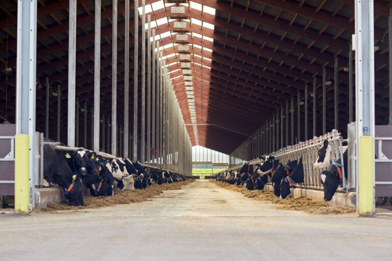 herd of cows eating hay in cowshed on dairy farm