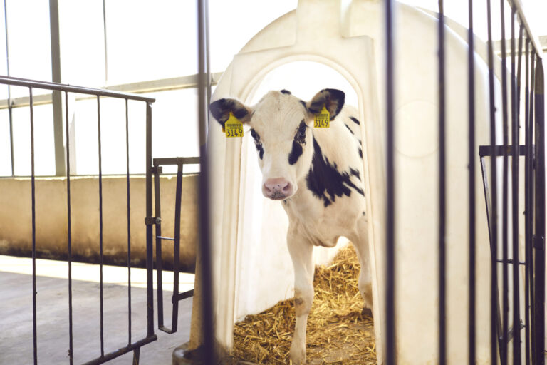 Calf with yellow ear tags looking at camera standing in barn on livestock farm in countryside