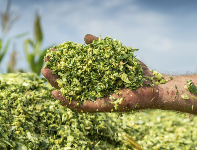 Farmer's hands holding freshly harvested silage corn maize