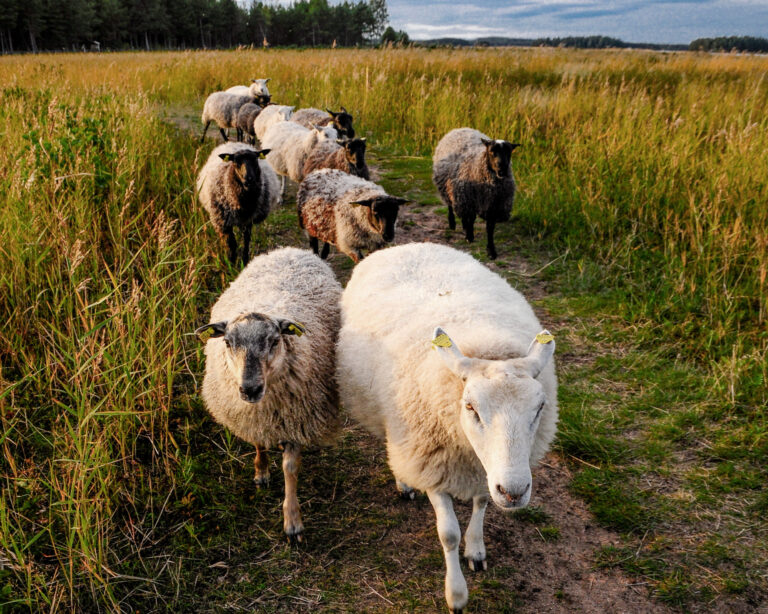 Far_COLOURBOX22833091_liggande-scaled