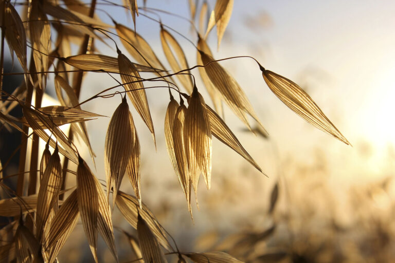 spikelets of oats