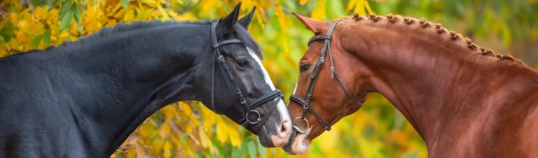 två-hästar-mule-mot-mule