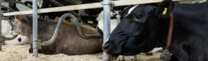 Svart ko ligger ner i stall. I bakgrunden syns en gråbrun ko som också ligger ner.
