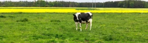 Svartvit ko står i grön hage. I bakgrunden syns ett gult rapsfält.