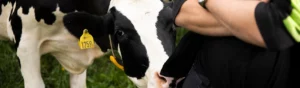 Svartvit ko luktar nyfiket på bondes byxor.